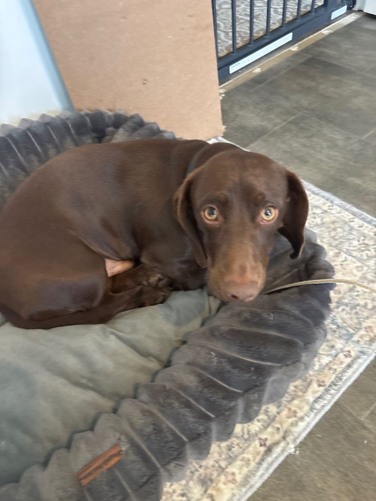 Dachshund cross cocker spaniel 
