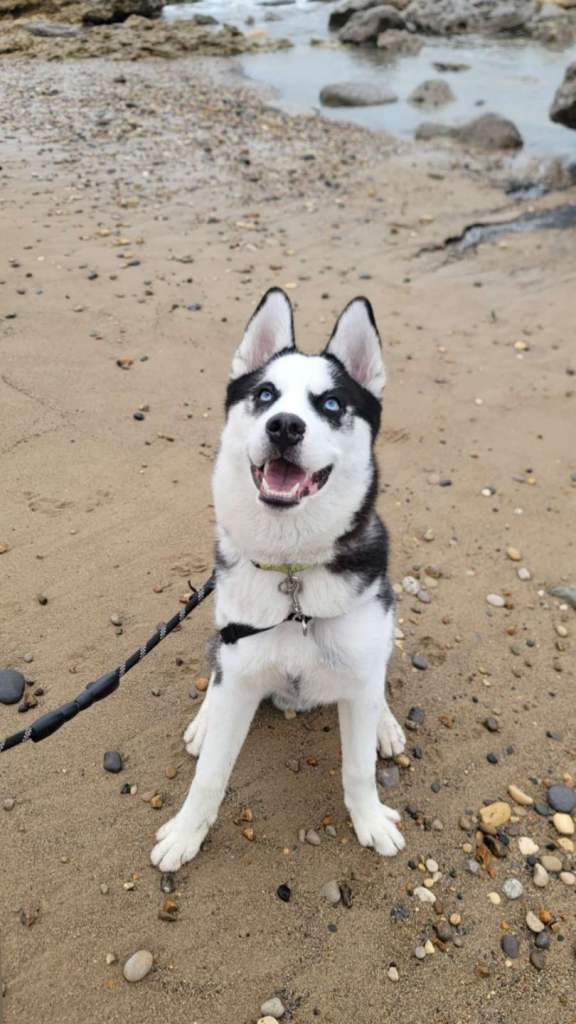 Husky for sale. Male 9 months. 
