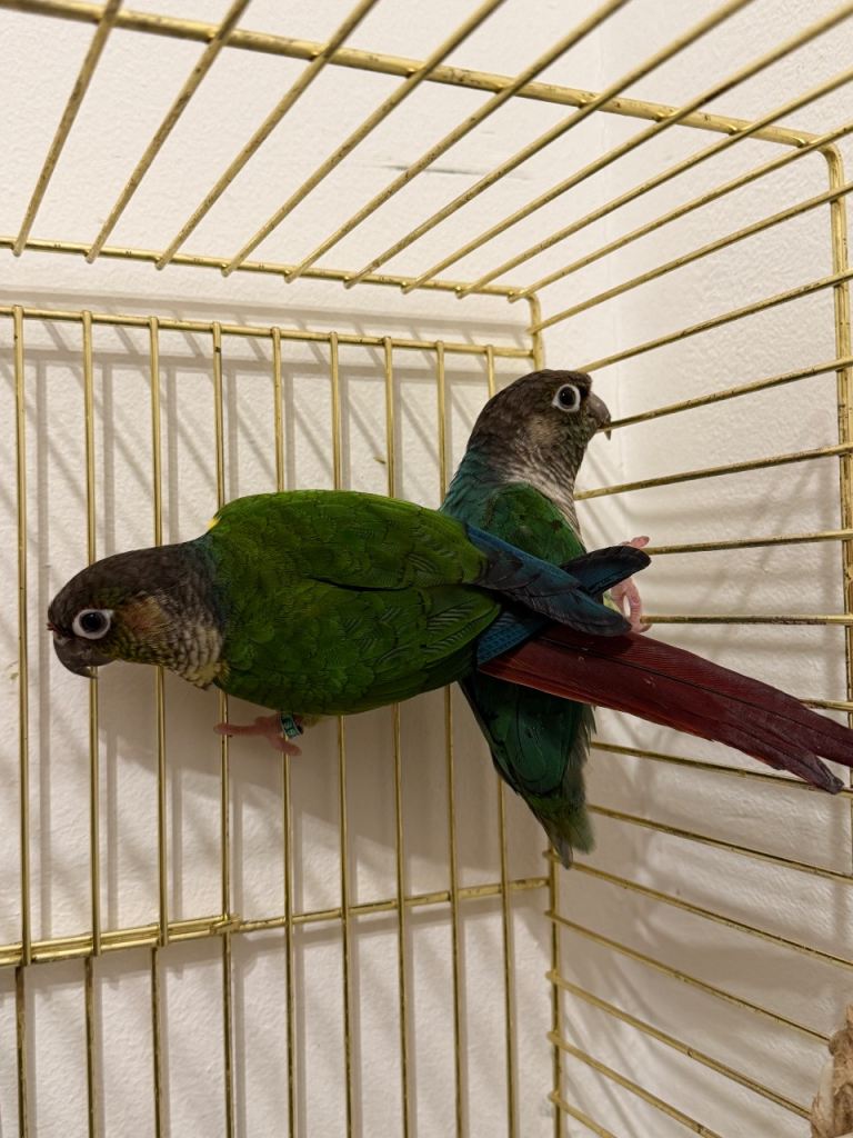 Cockatiel Parakeet Green cheek conure and Blue Turquoise conure 