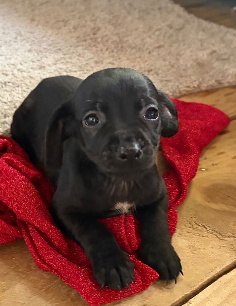 4 beautiful pups for sale looking for a new home 