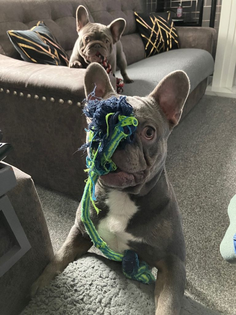 Kc Blue french bulldog 