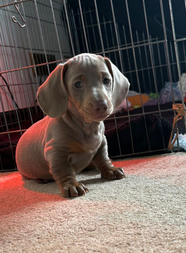 Miniature dachshunds puppies 