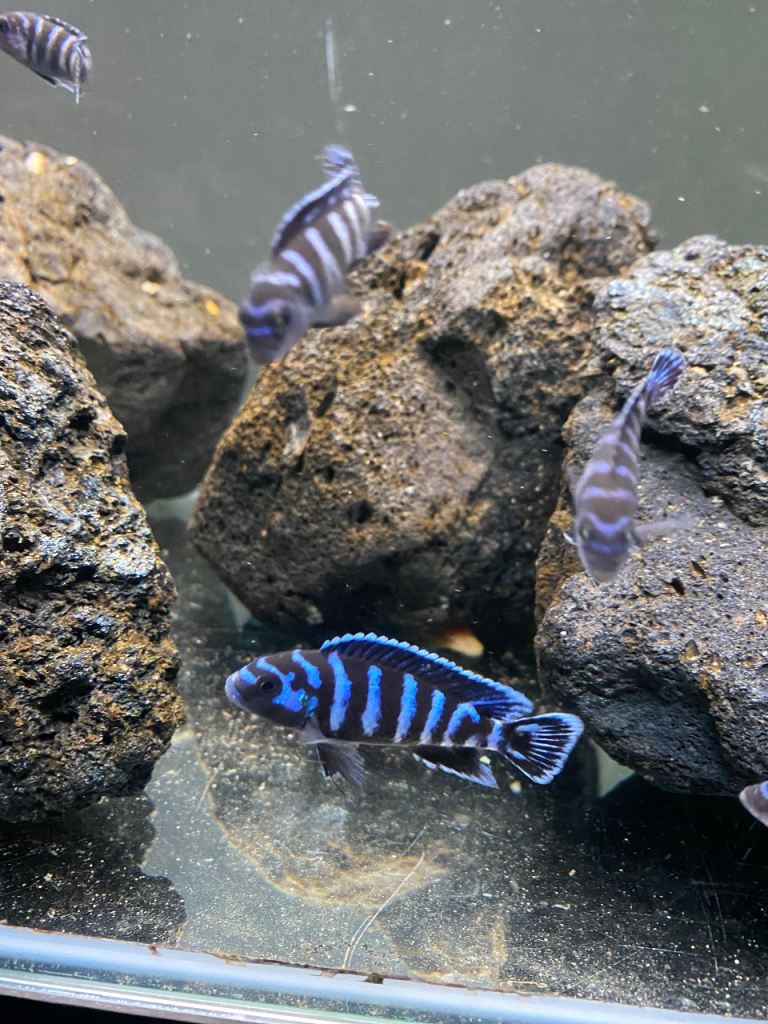 Demasoni Cichlids 