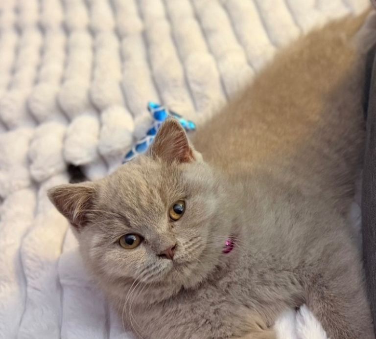 Female British Shorthair Kitten For Sale