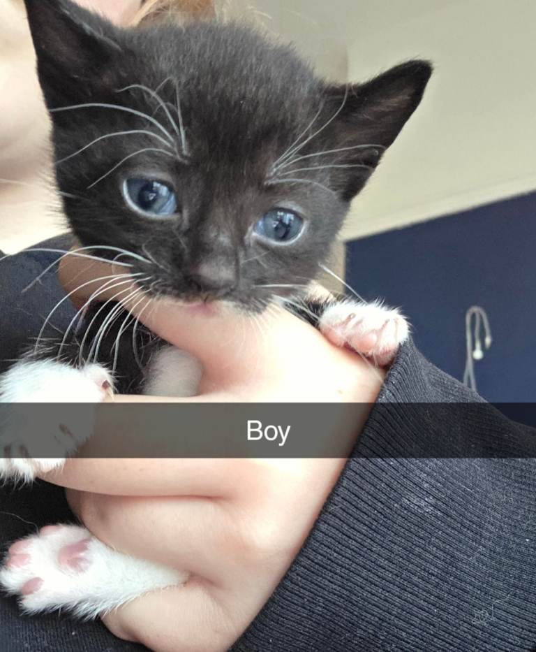 Kittens