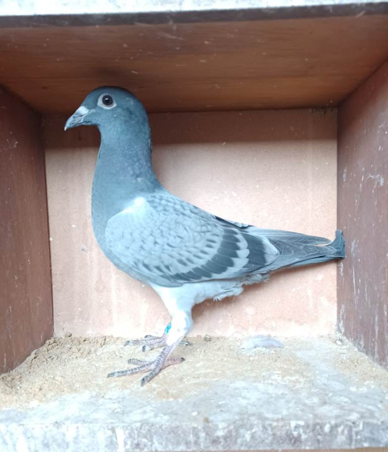 Racing pigeon youngsters available, 2026 bred