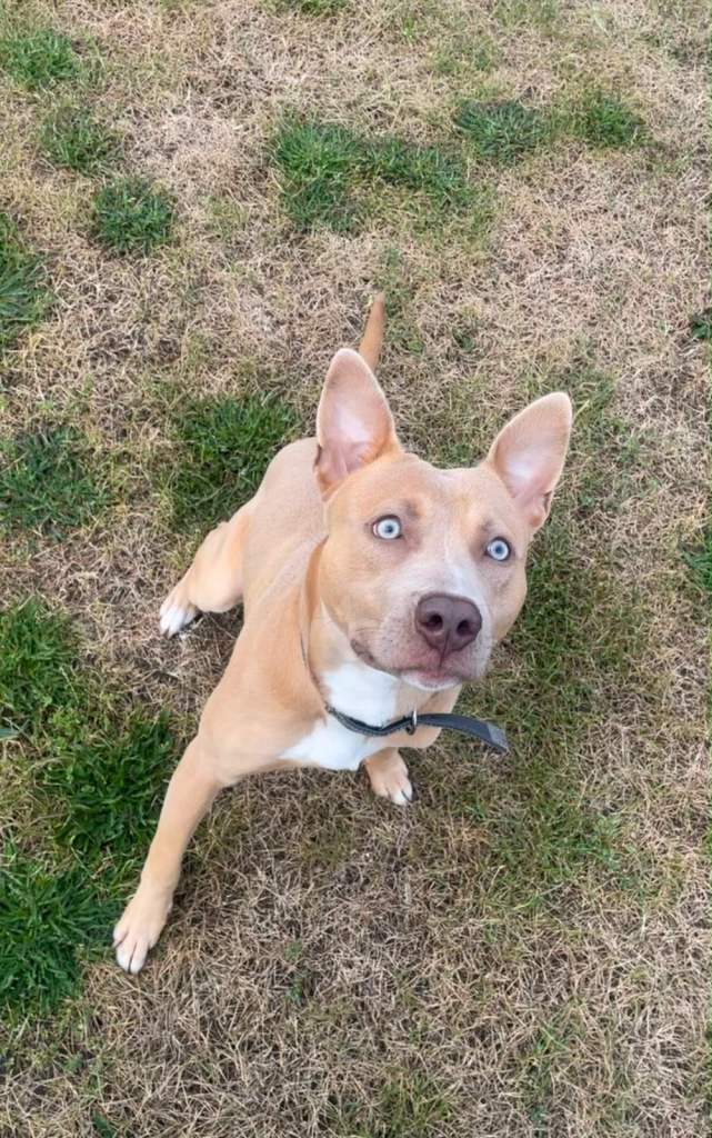 Rocko