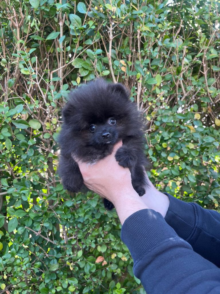 🔥Stunning  🐶Quality Pomeranians