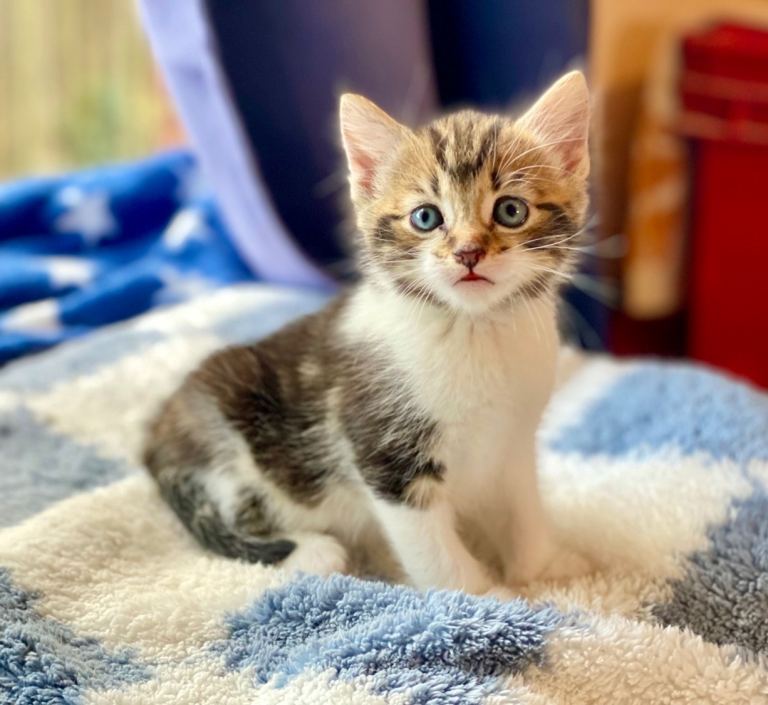 Gorgeous Tabby and White Male Kitten