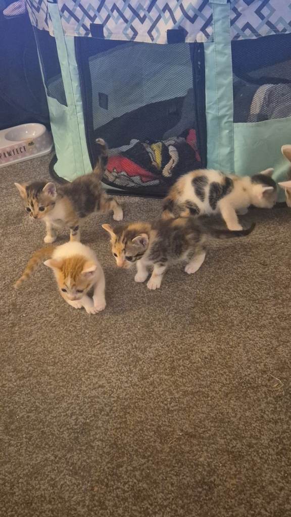 Adorable Mixed Breed Kittens – Ready for Loving Homes