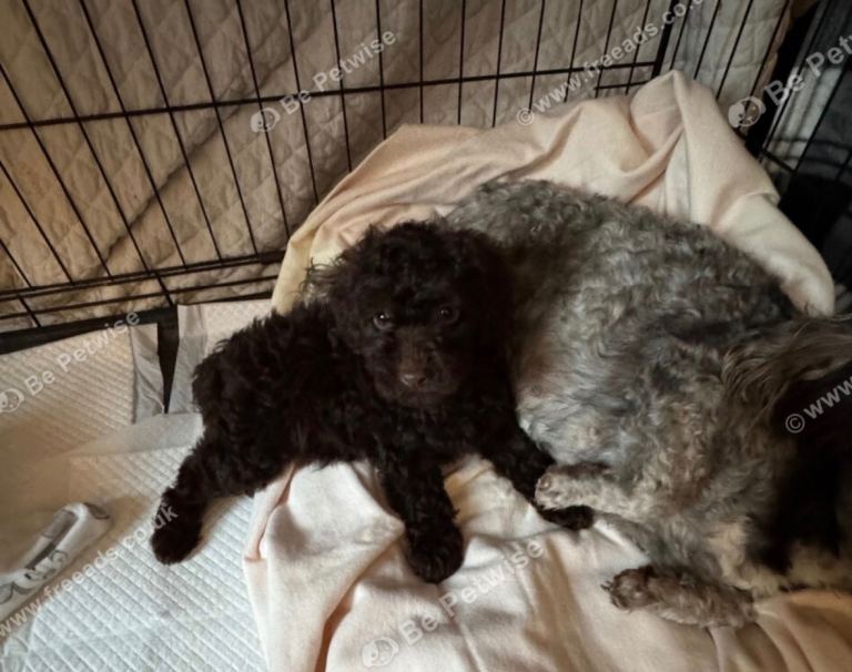 Toy Cavapoo puppy