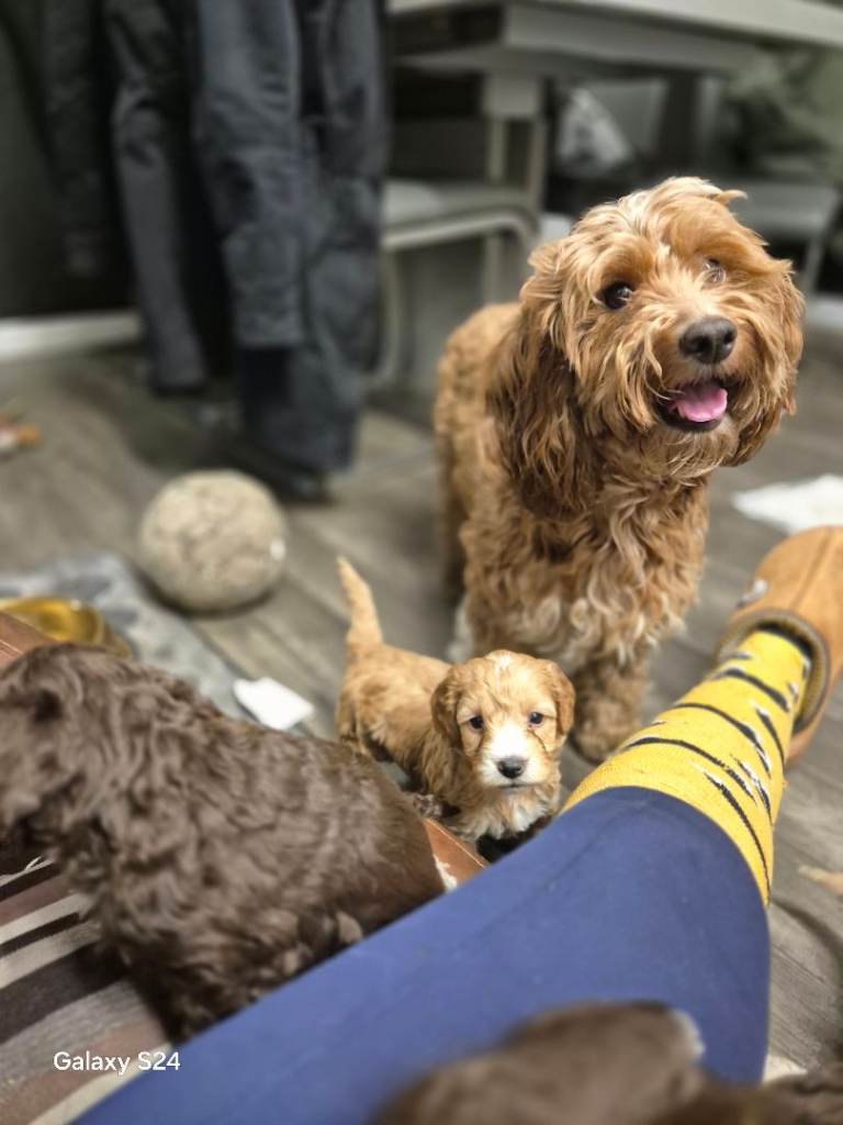 Beautiful Cockaoo puppies