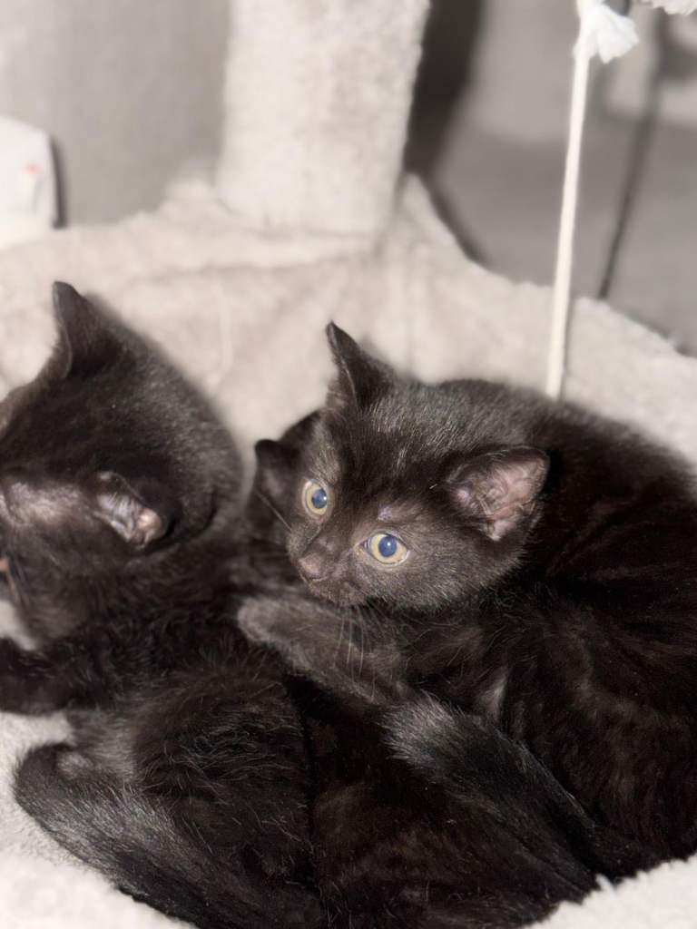 3 Beautiful Kittens Ready to Go