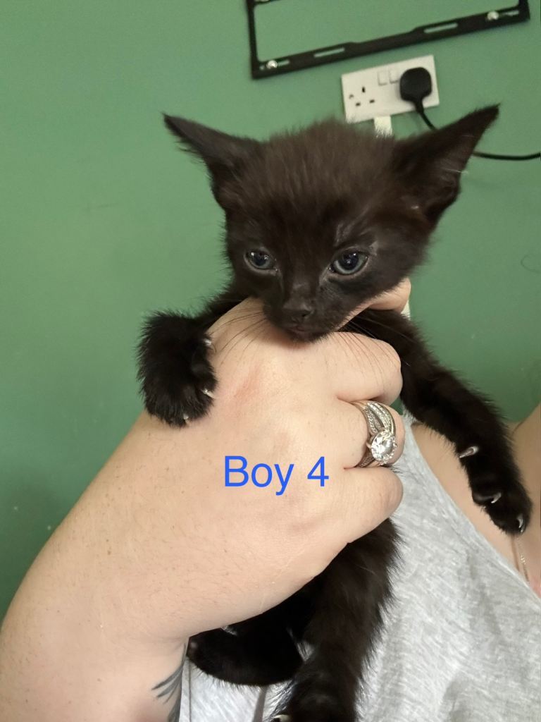 Kittens for sale 