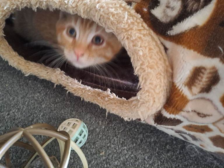 Kitten for sale