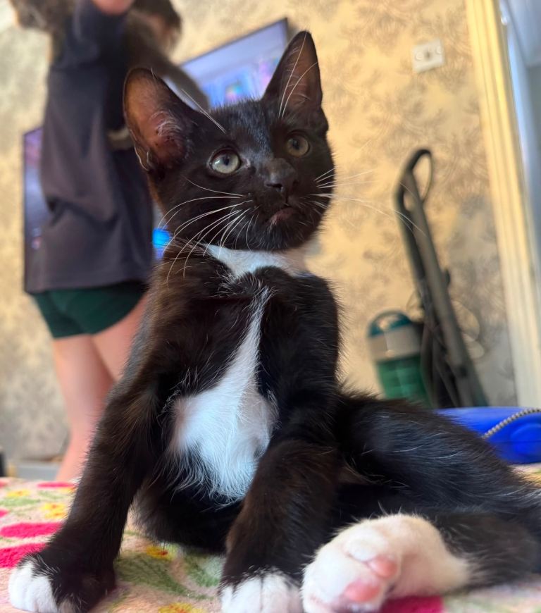 Adorable Black & White Kitten – 10 Weeks Old – Ready for a Loving Home 🖤🤍