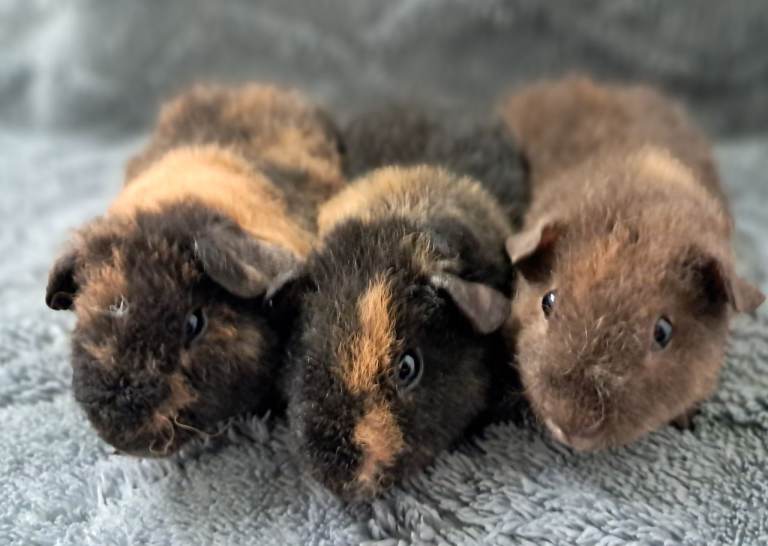Beautiful baby teddy brothers for sale