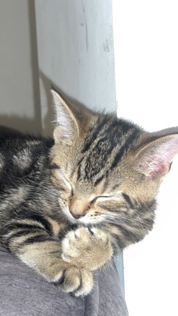 Kitten for sale