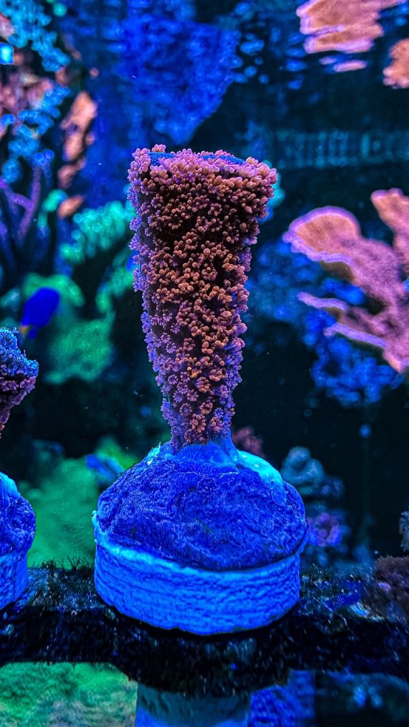 Sps / monti frags coral marine 