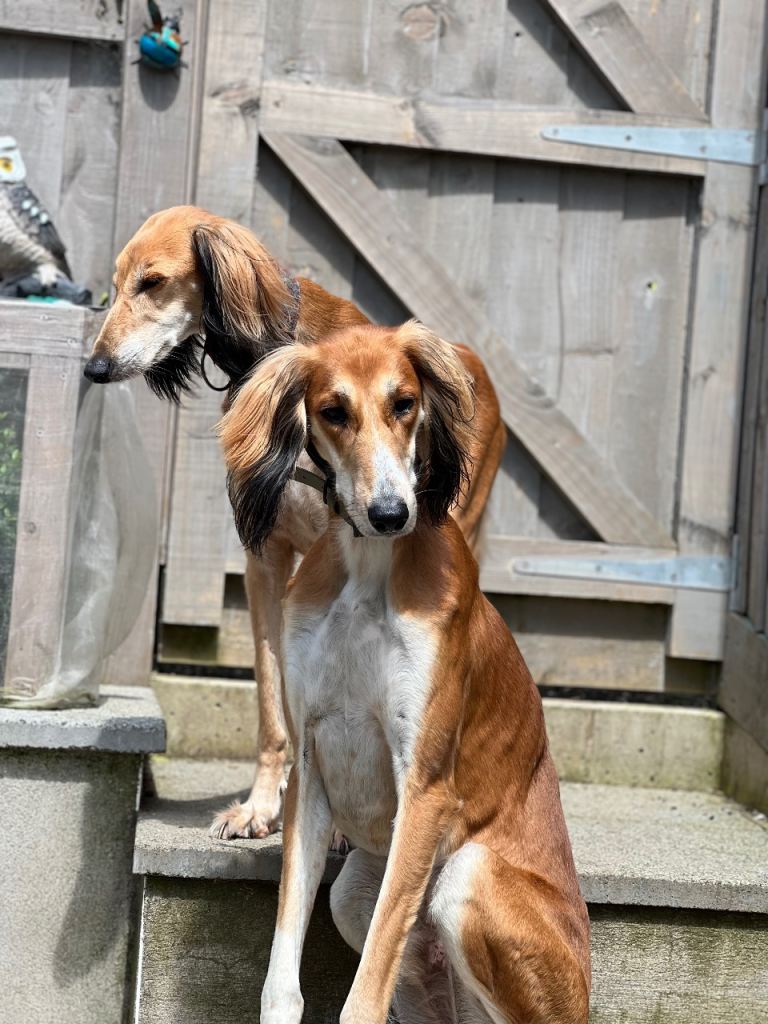 Kc saluki male 