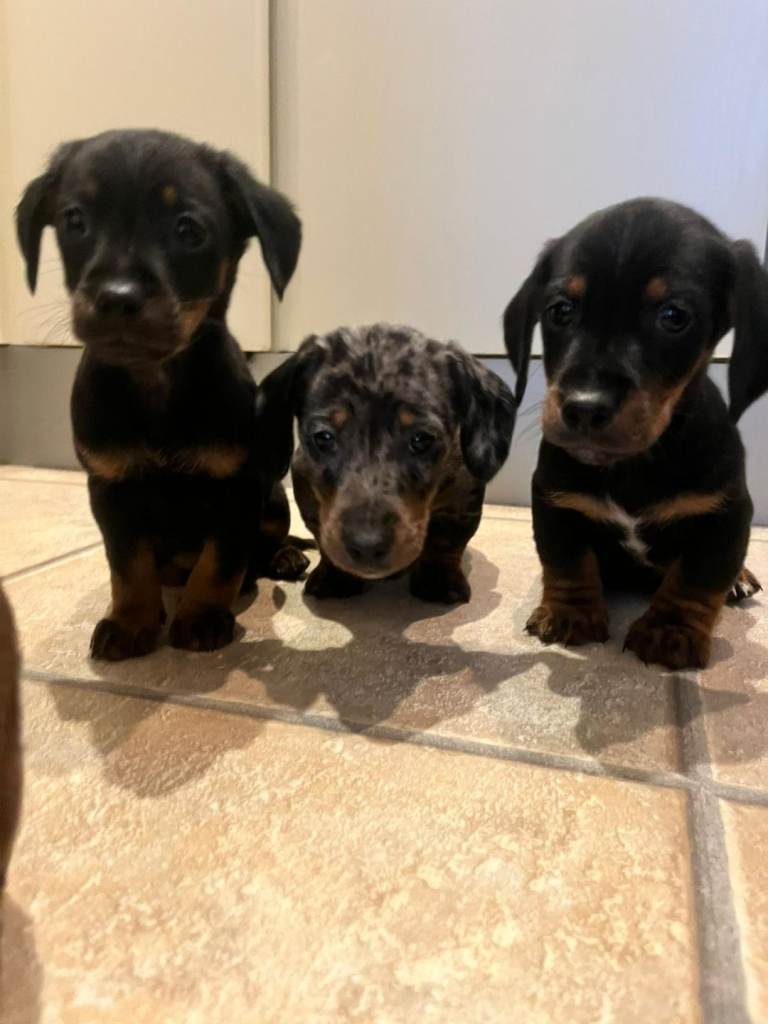 Miniature Dachshund Puppies