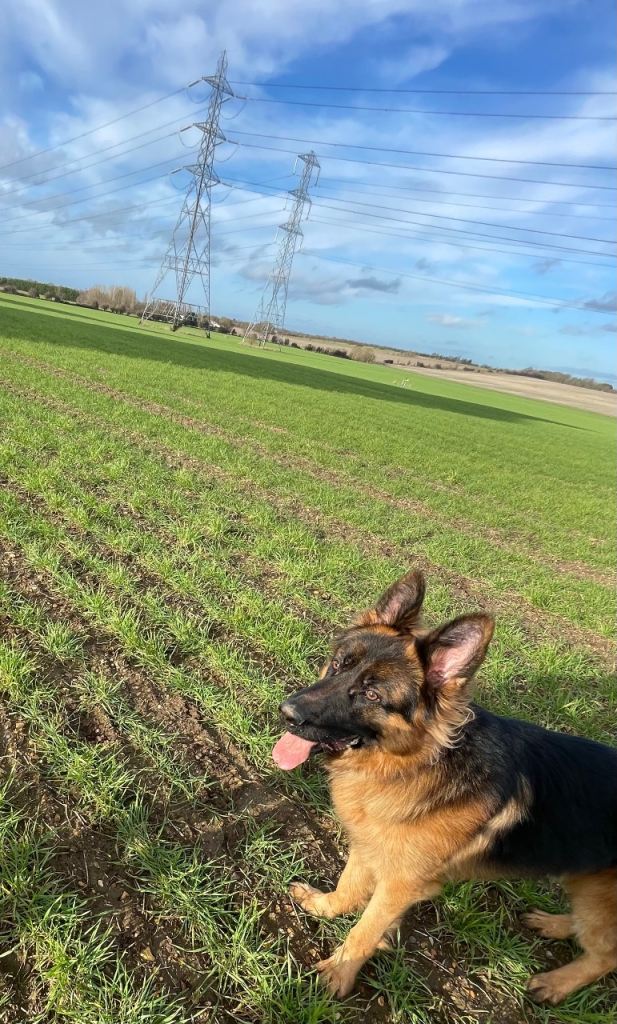Selling a beautiful German Shepherd 