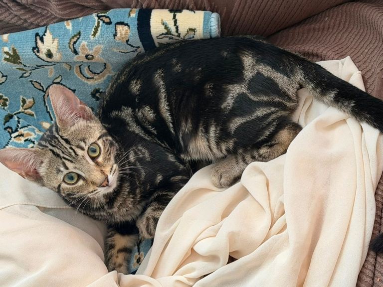 Mix Bengal kittens 