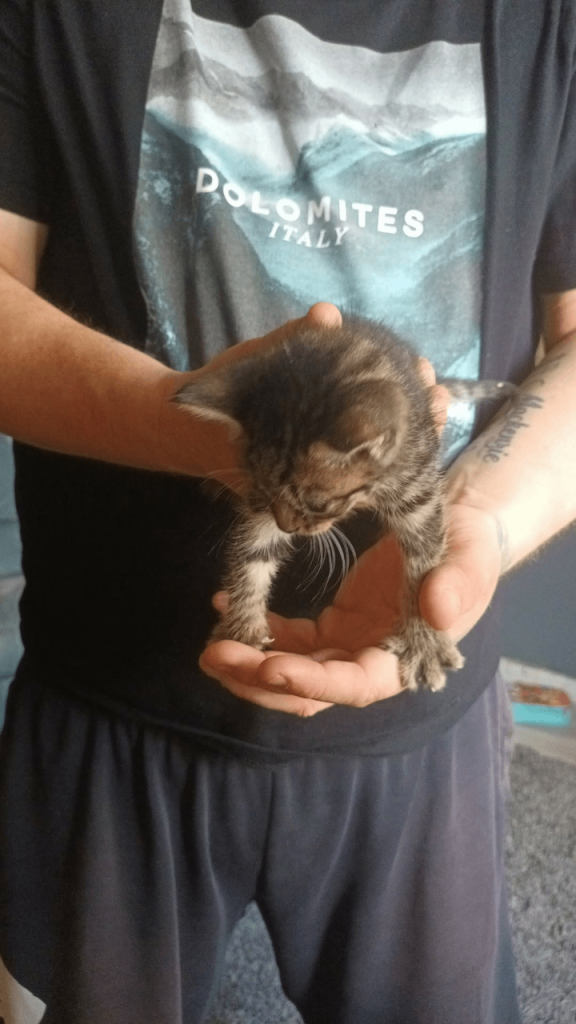 1 tabby kitten girls and 2 black girls 