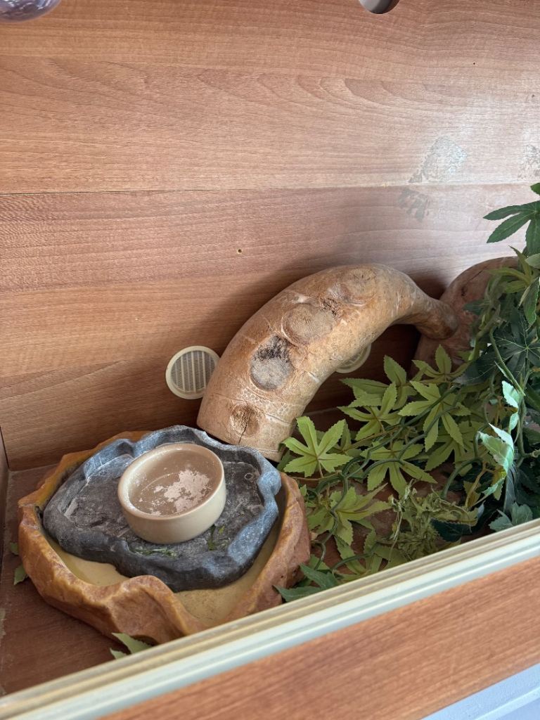 Vivarium for bearded dragon 