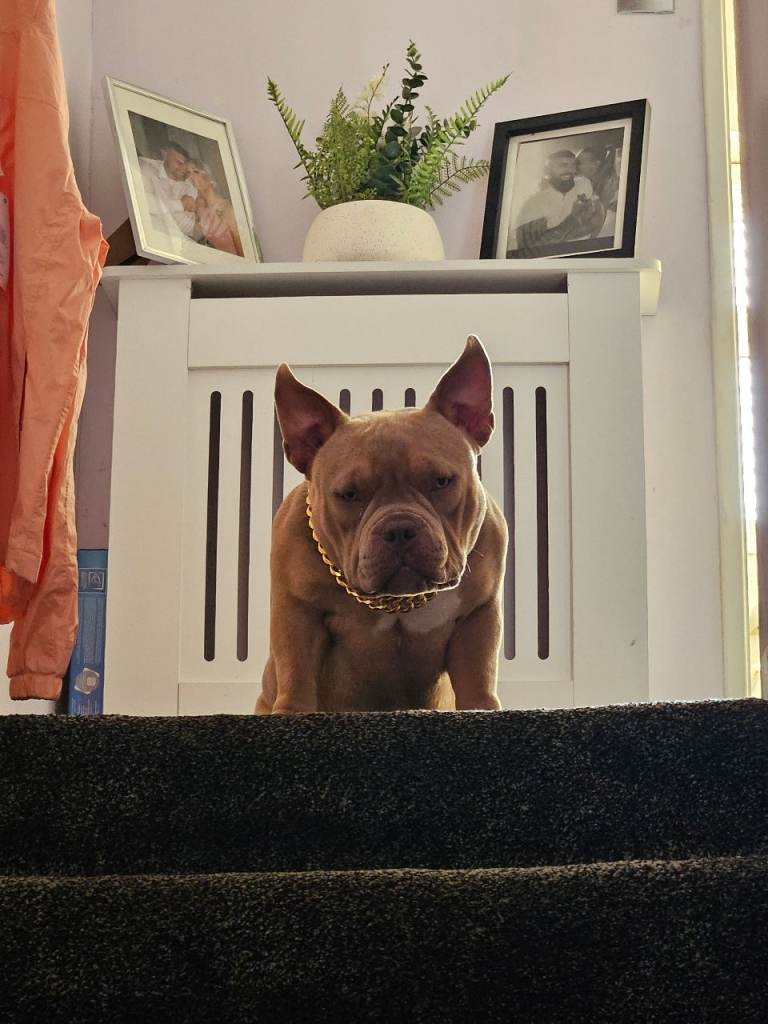 Mini Pocket bully 