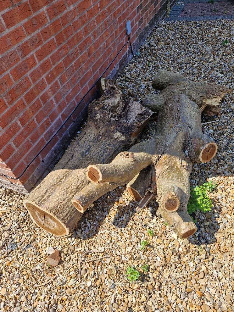 Large Tree Logs – Garden Timber