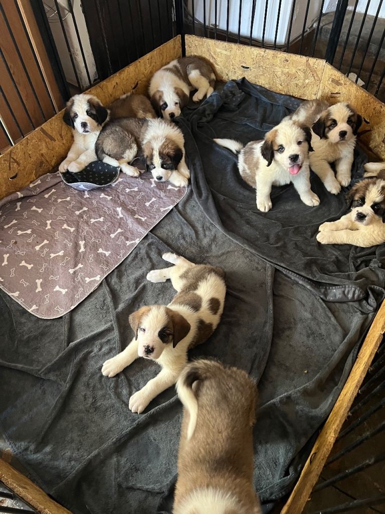 Gorgeous Saint Bernards 