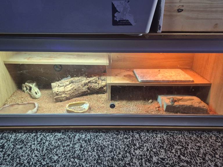 Baby bearded dragons 