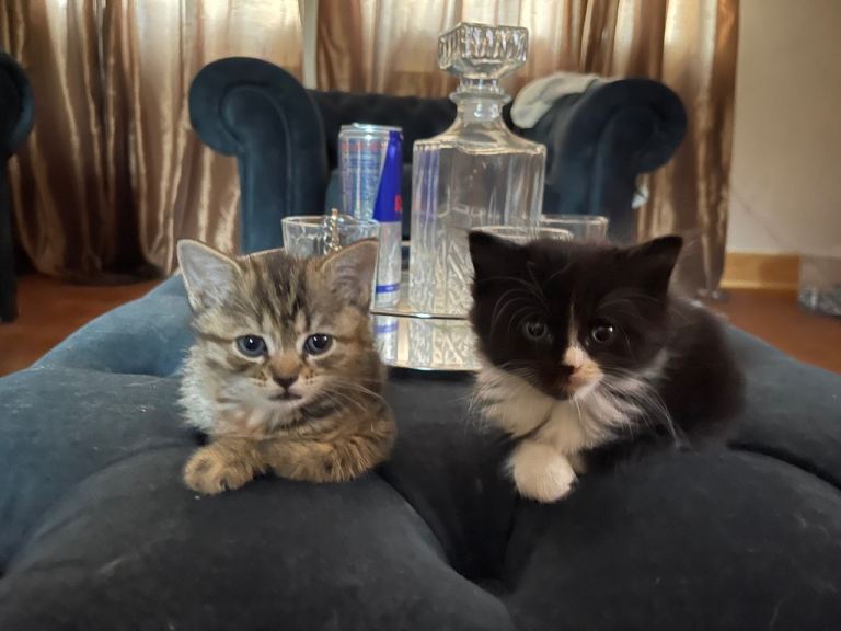 2 beautiful kittens 