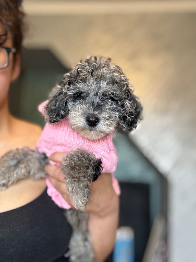 2 puppies left in Enfield 