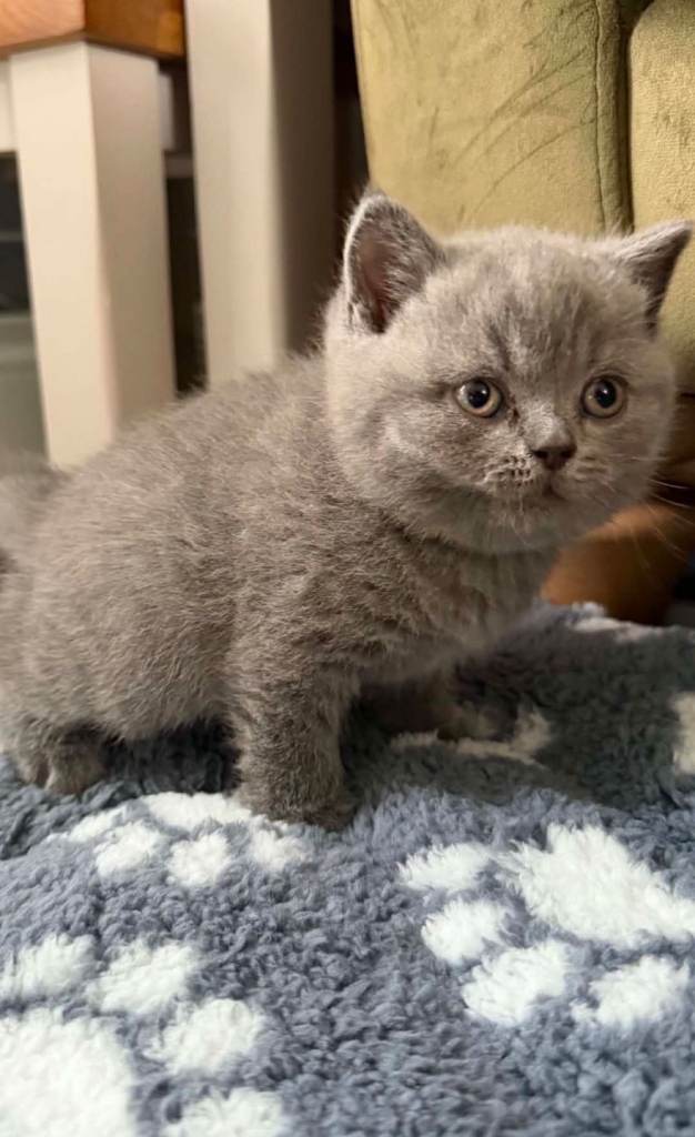 British blue short hair kittens 