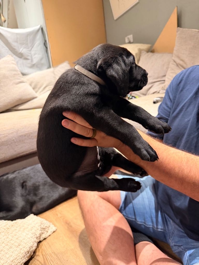 Fantastic Labrador Litter