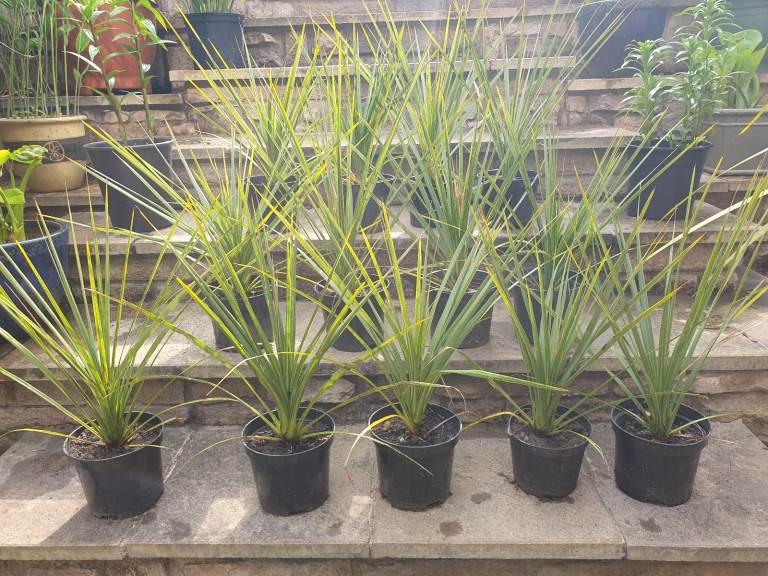 Cornish palm tree,Cordyline australis