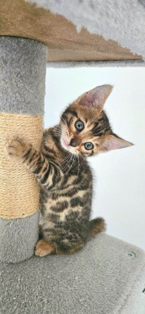 Gorgeous 9-Week-Old Male Bengal Kitten