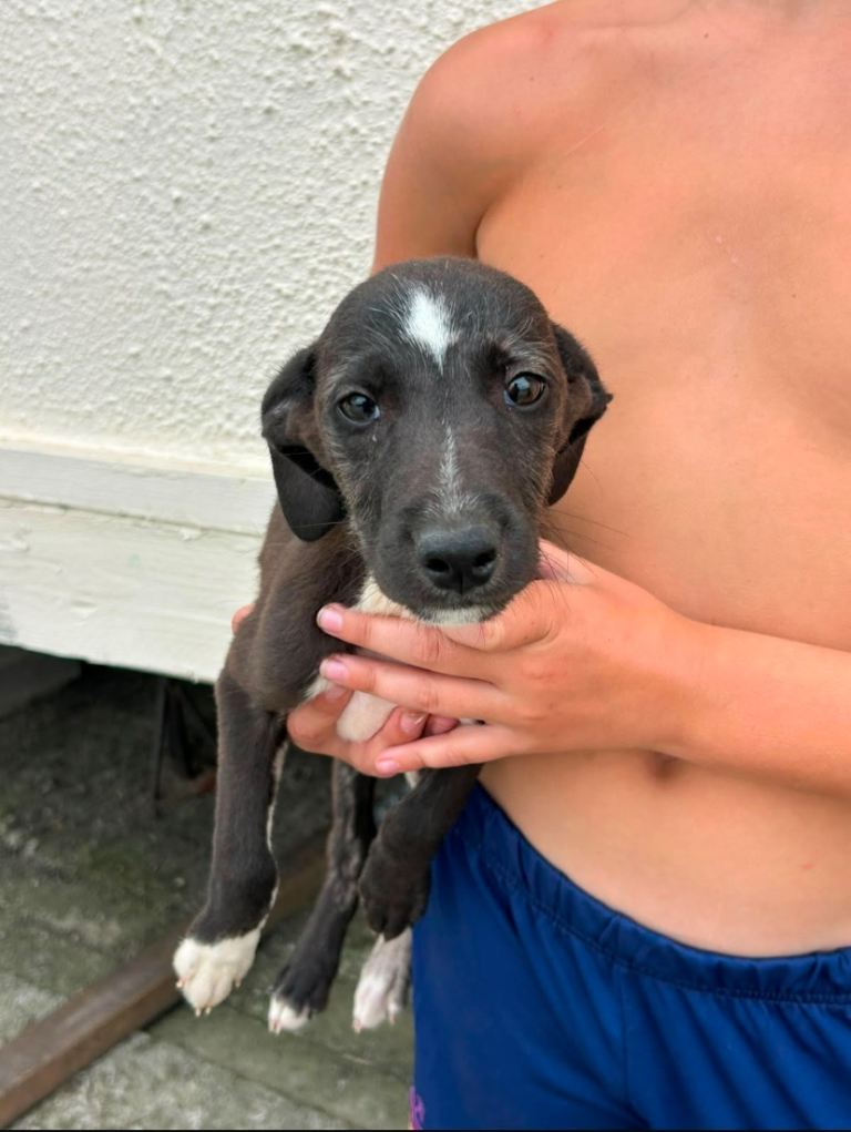 Bedlington x whippet puppy 