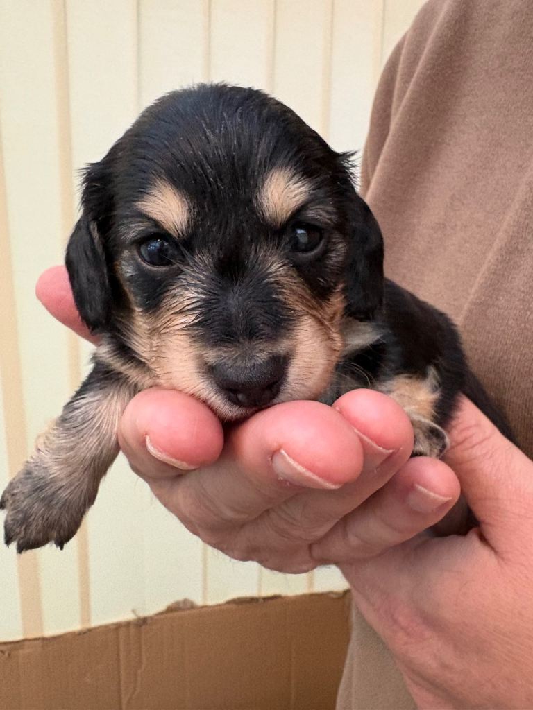 KC Reg Miniature Long Haired Dachshund Puppies