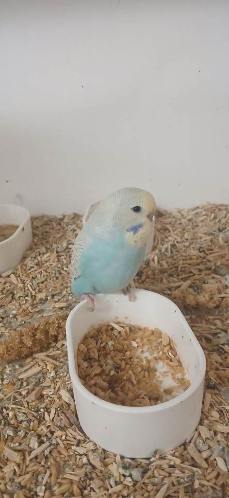 Budgerigars