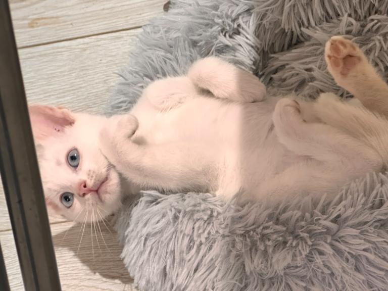Kitten 