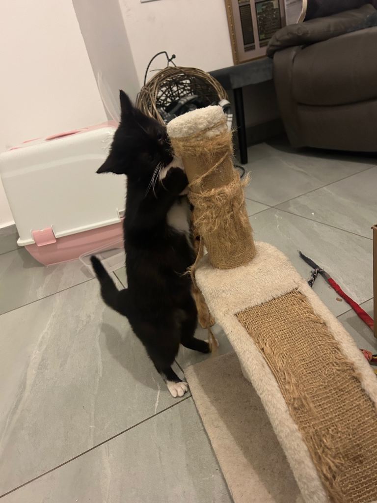 Mimi the tiny kitten