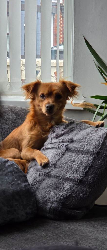 Jack chi 1 and a half year old