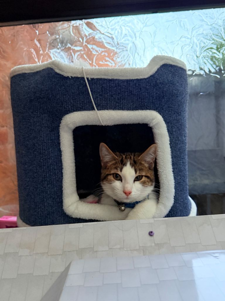 Kitten 