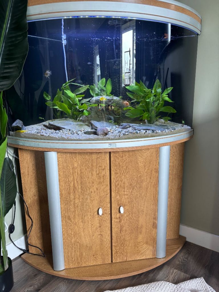 Corner aquarium