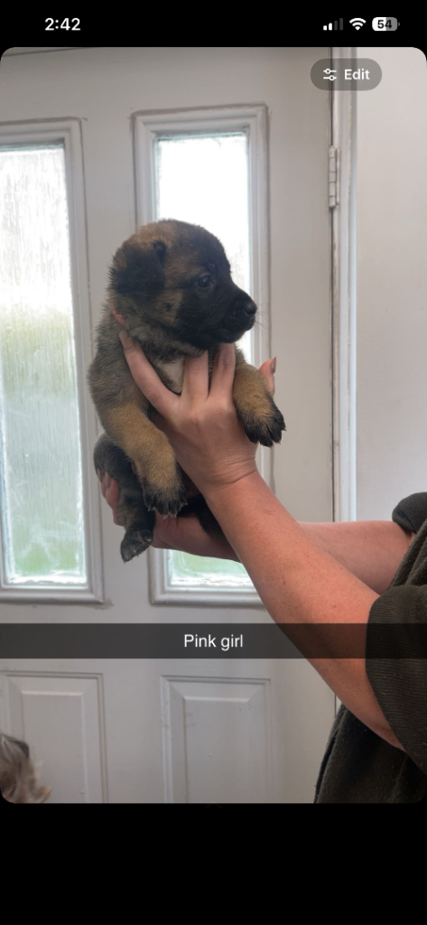German Shepherd cross Belgium Mali