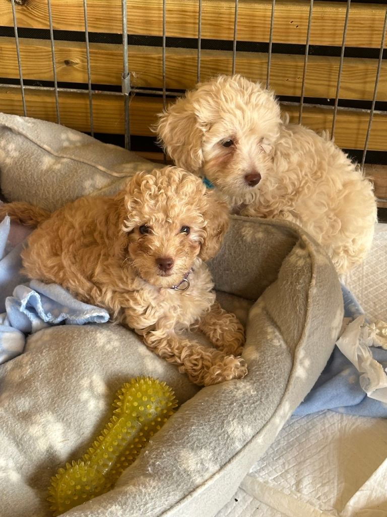 6 beautiful Jackapoos for sale 