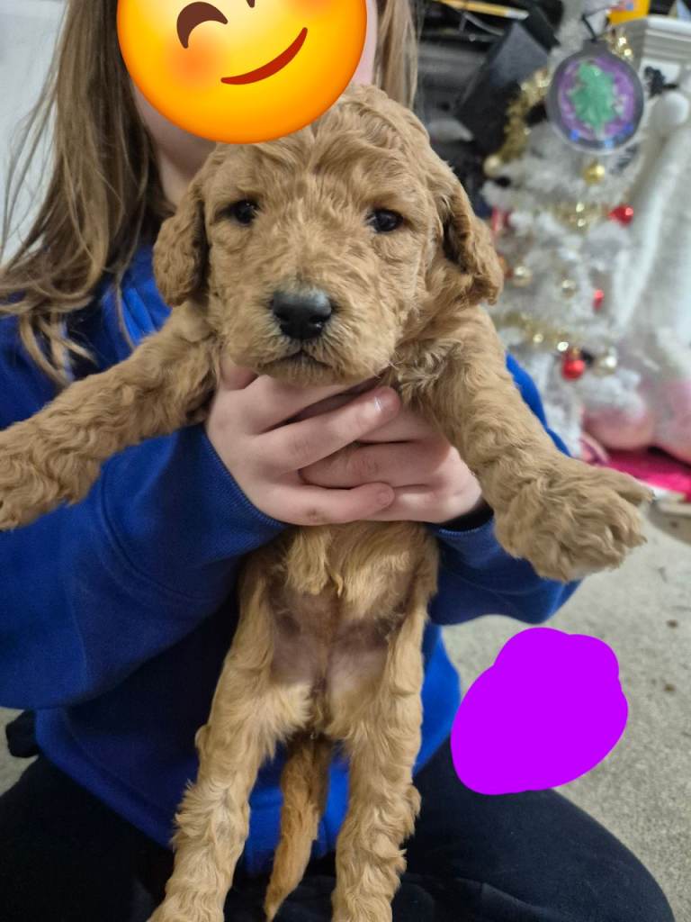 Stunning poodle pups 